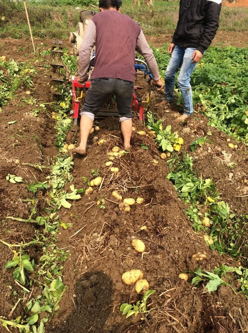 potato harvester for hand tractor and power tiller