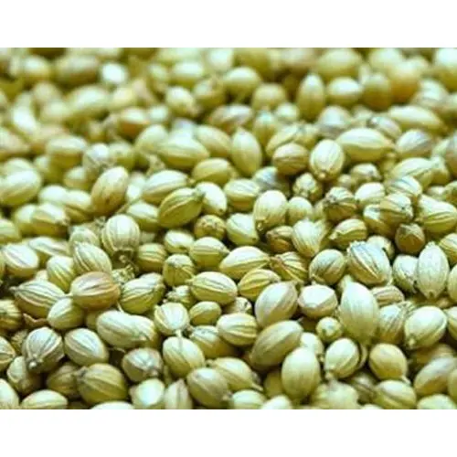 
 Семена кориандра орела высокого качества высшего качества и качества попугаев из Индии для экспорта  