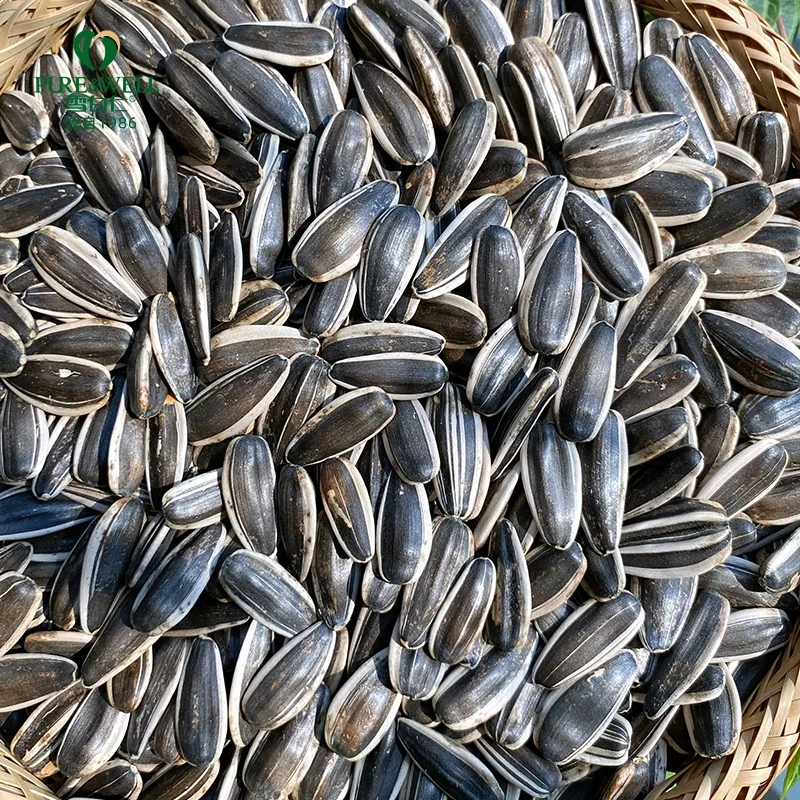 Big size Chinese wholesale home use sunflower seeds sheller bulk sunflower seeds 363