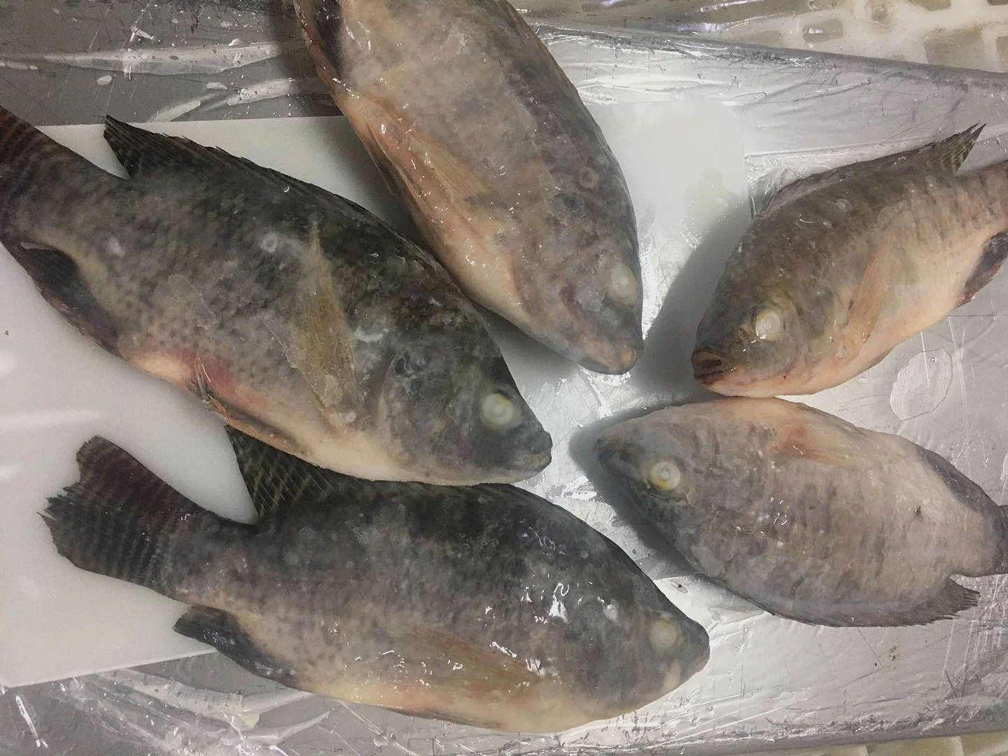 
Factory Supply Frozen Whole Round Tilapia Fish 