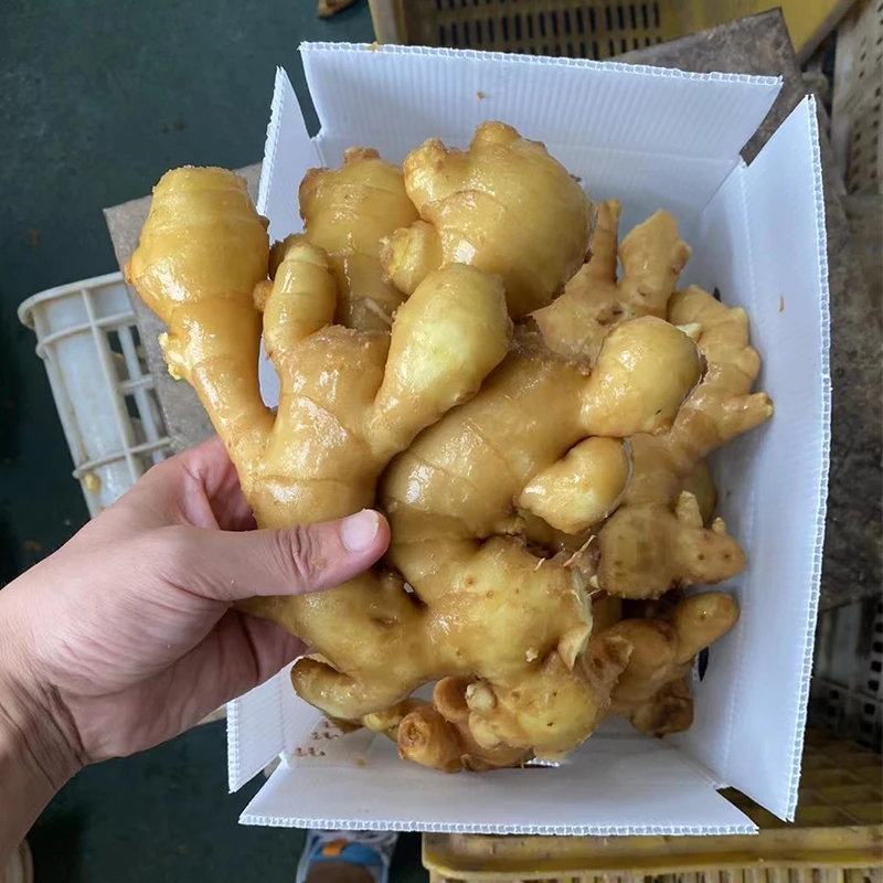 Available In Stock From Chinese For Sale At Good Prices Buy Newest Crop Fresh Ginger Vegetable
