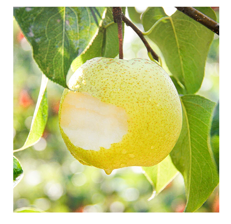 Свежий китайский жёлтый грушевидный свет, Кошерный стиль, органический цвет, вес, оригинальный тип, разные размеры, класс BRC продукт ISO фрукты