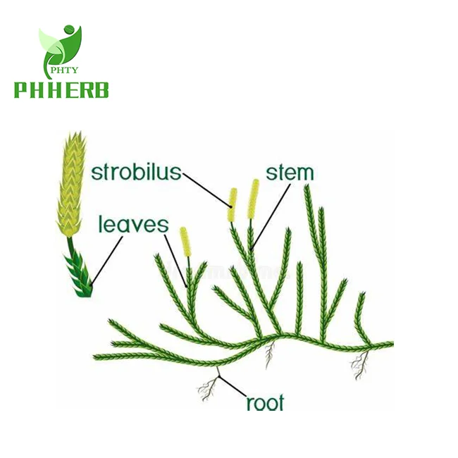 
Factory supply light heavy lycopodium spore powder common club moss dragon breath powder 