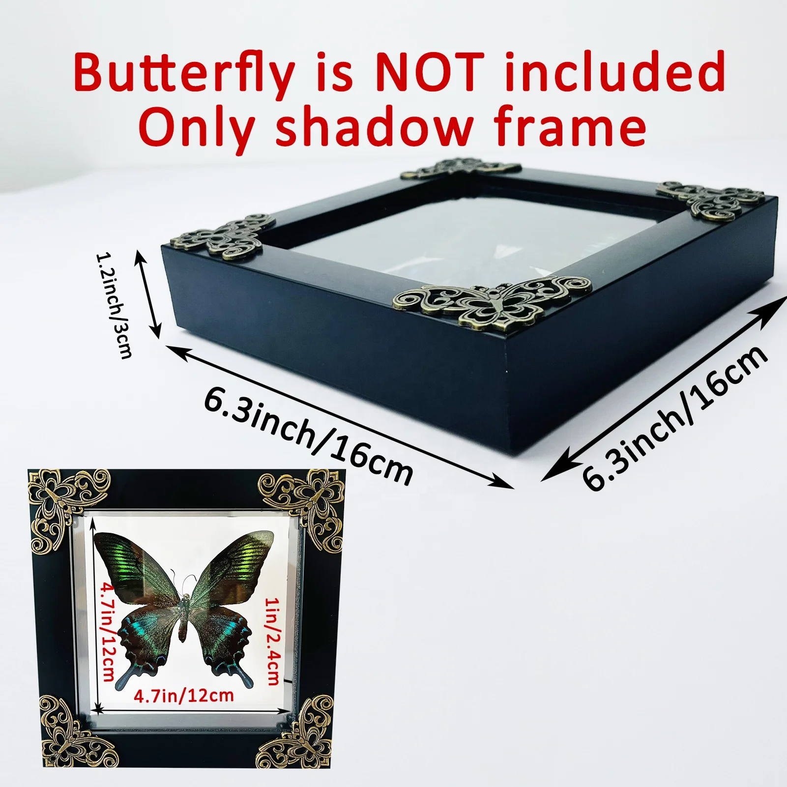 Insect Display Case Butterfly Shadow Box with Top Eva Foam Insect Display Box Butterfly Display Insect Pinning Kit Butterfly Box