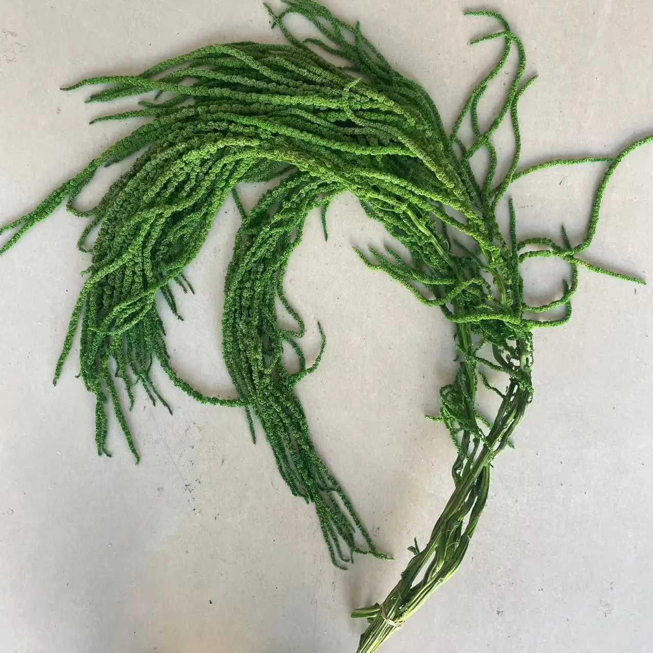 `Everlasting Preserved Amaranth Hot Selling Eternal Amaranthus spp Flower Hang Flowers