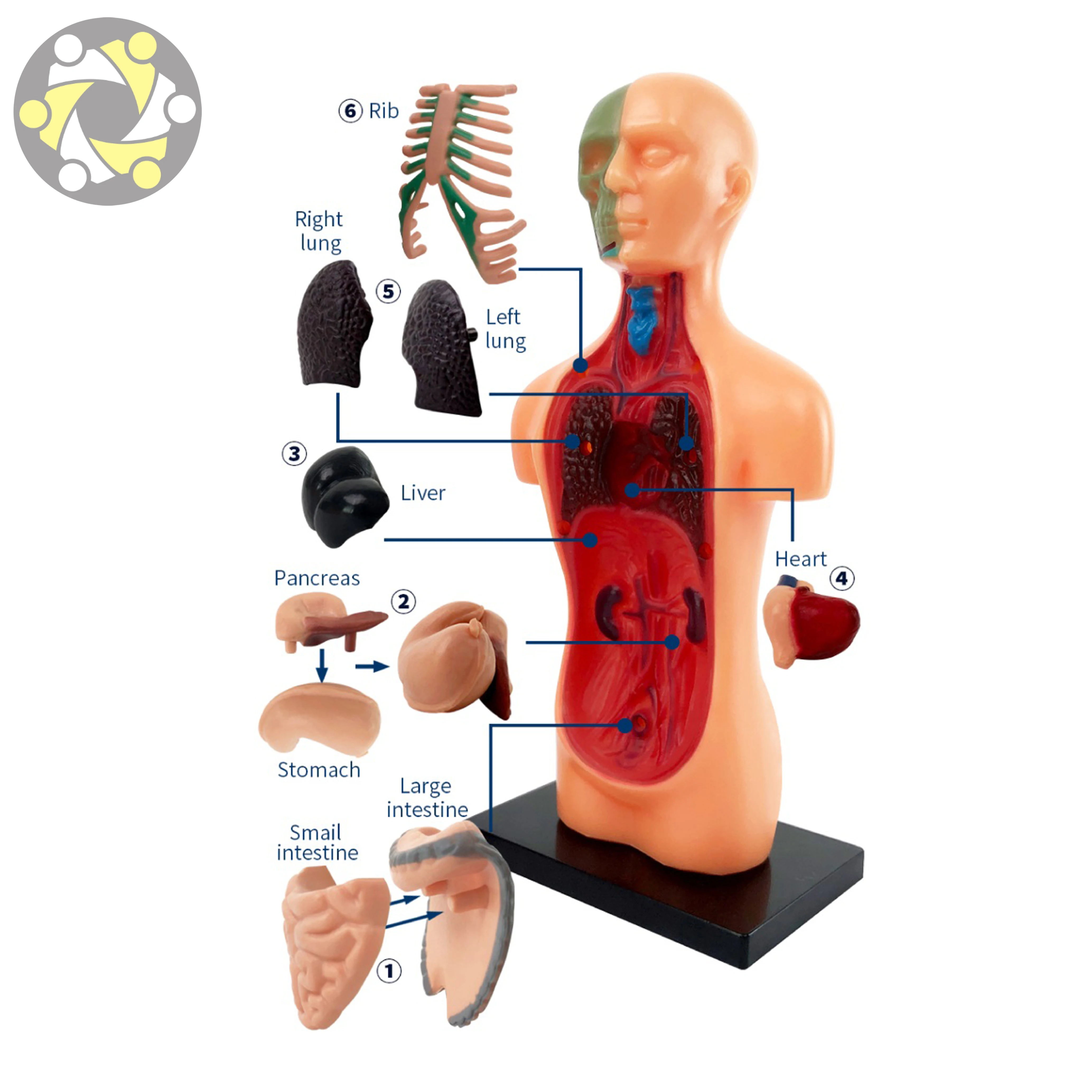 Human Body Assembly Model Science Education Toy