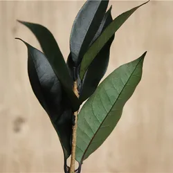 Preserved Osmanthus branches for  Home flower arrangement and Garland decoration