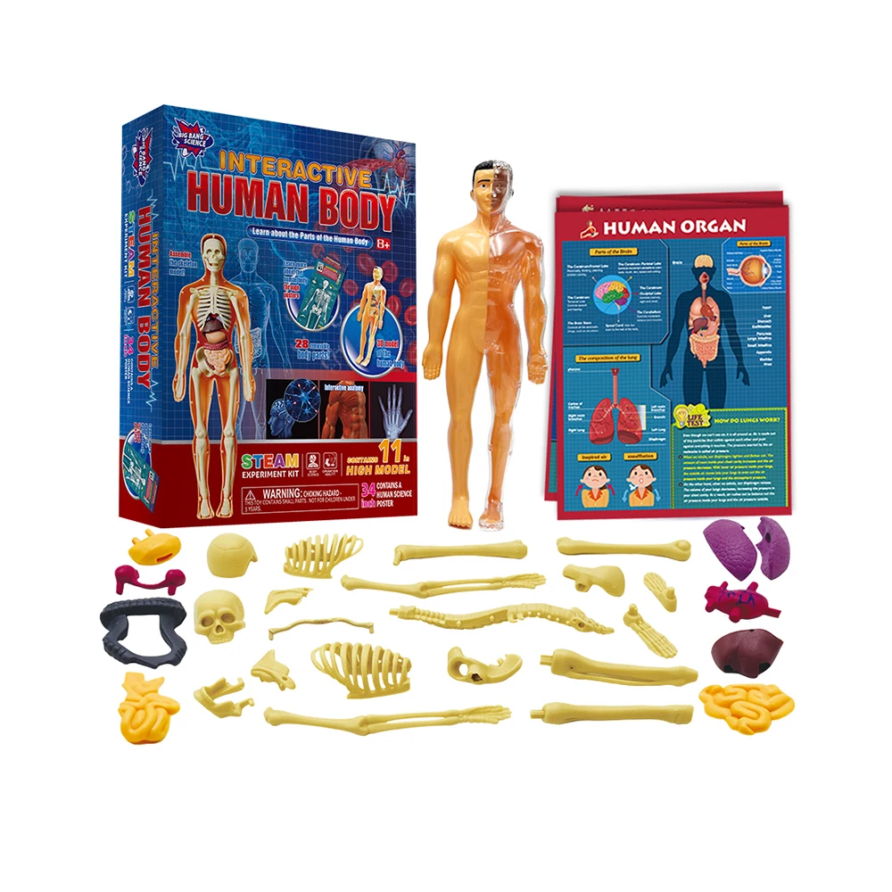 Hot Selling Human Body Organ Knowledge STEM SMART Science Advanced Learning and Creative Fun Experiment Kit Toys for Kids 8+
