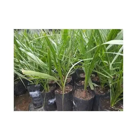 Tissue Culture Date Palm Seedlings by Small Piece of Plant Is Taken From the Growing Point