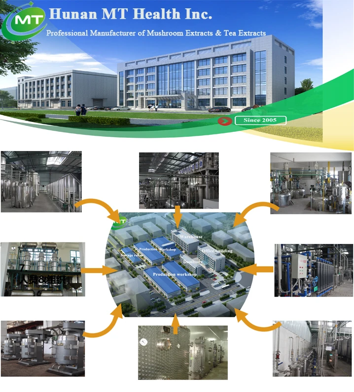 Perilla frutescens Extract Free sample Factory Supply Food Grade Organic Perilla/ Shiso Leaf Extract Powder 10:1 Water soluble