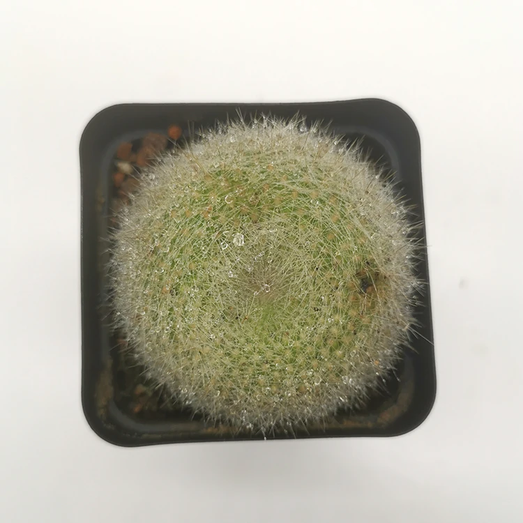 
real gold barrel cactus succulent live 