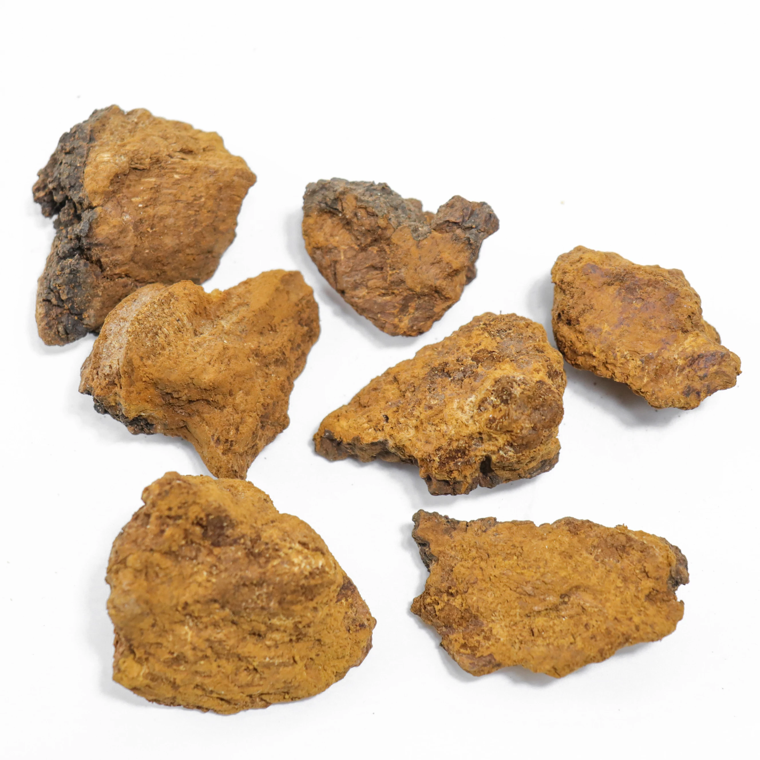 High Quality Bulk dried chaga fungus black chaga mushroom extract