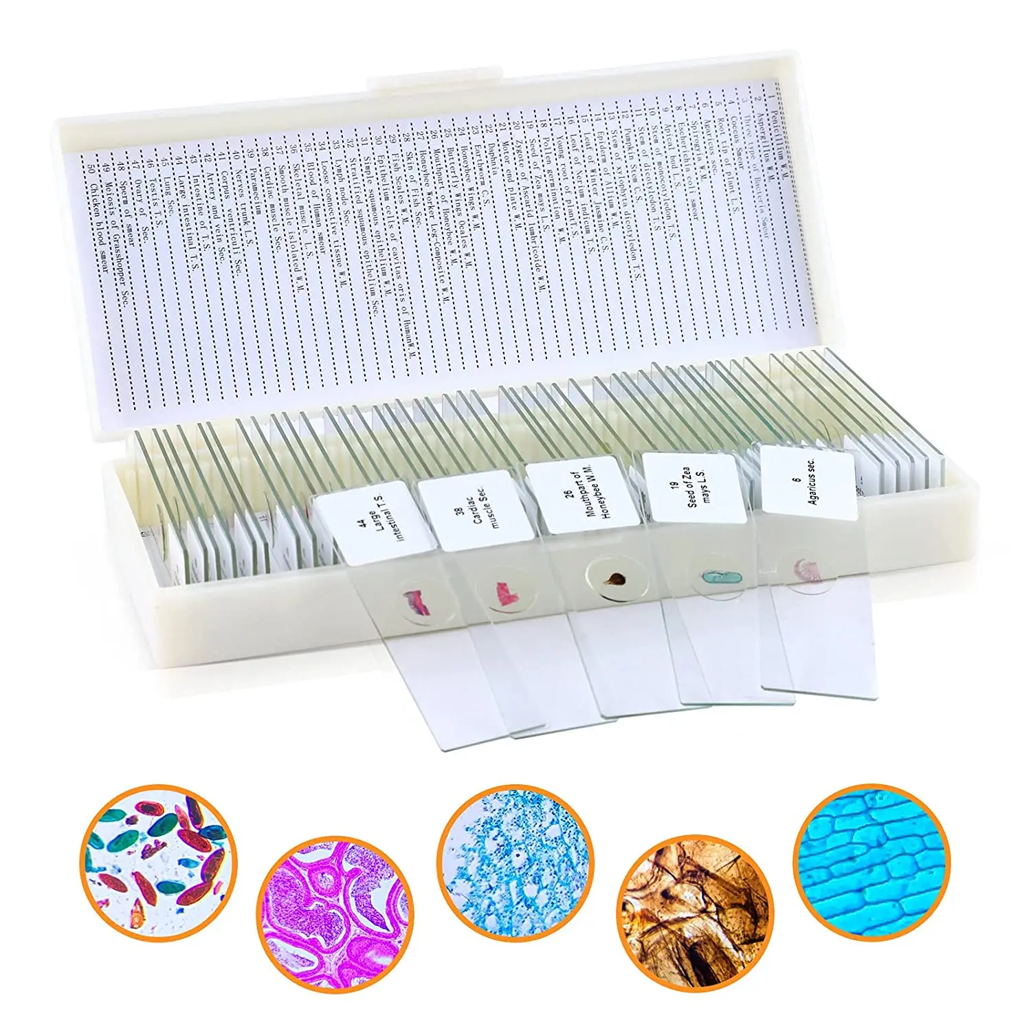 50 pieces of prefabricated microscope slide set, including specimens, plants, insects, animals, microorganisms