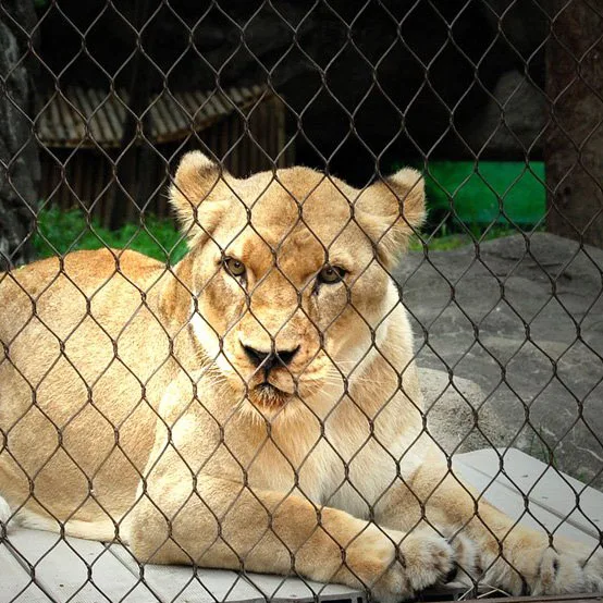 Сетка из Проволочной веревки/сетка для зоопарка/оболочка для животных, оптовая продажа, ручная работа, нержавеющая сталь, алмаз 7X7 , 7X19 1,2-3,2 мм 20-200 мм CN; Гарри