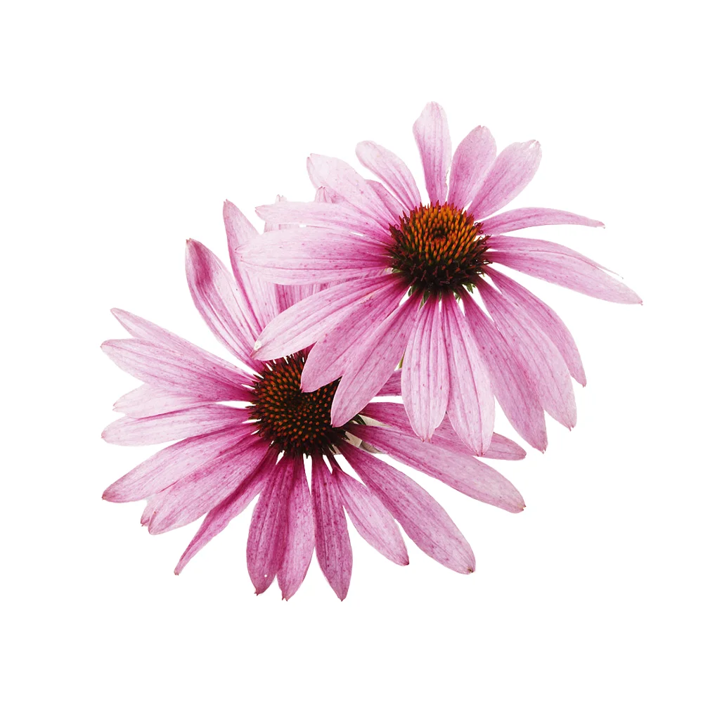Высококачественные 4% полифенолы 10:1 эхинацеи Purpurea экстракт воздушной части оптовая продажа порошок экстракта барабана Naturalin Echinacea