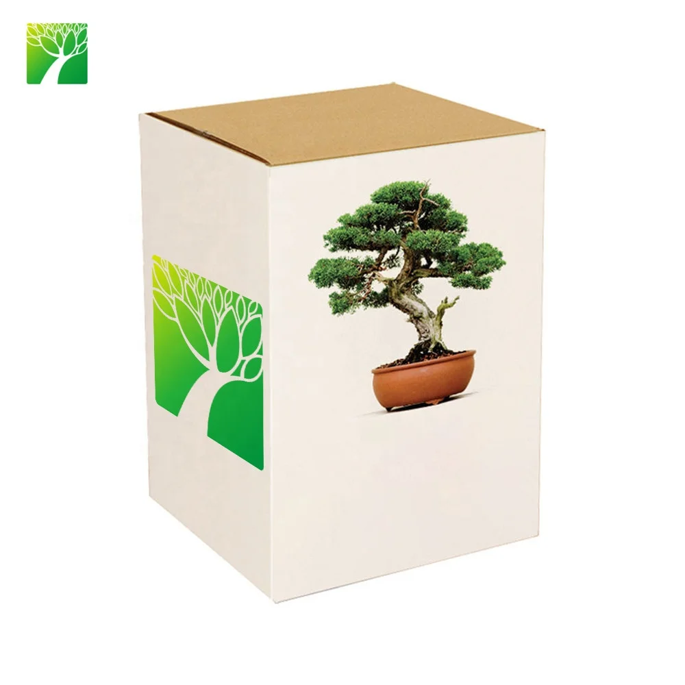 Amazon cheap hot sale real ornamental plants naturally grow chinese bonsai tree kit
