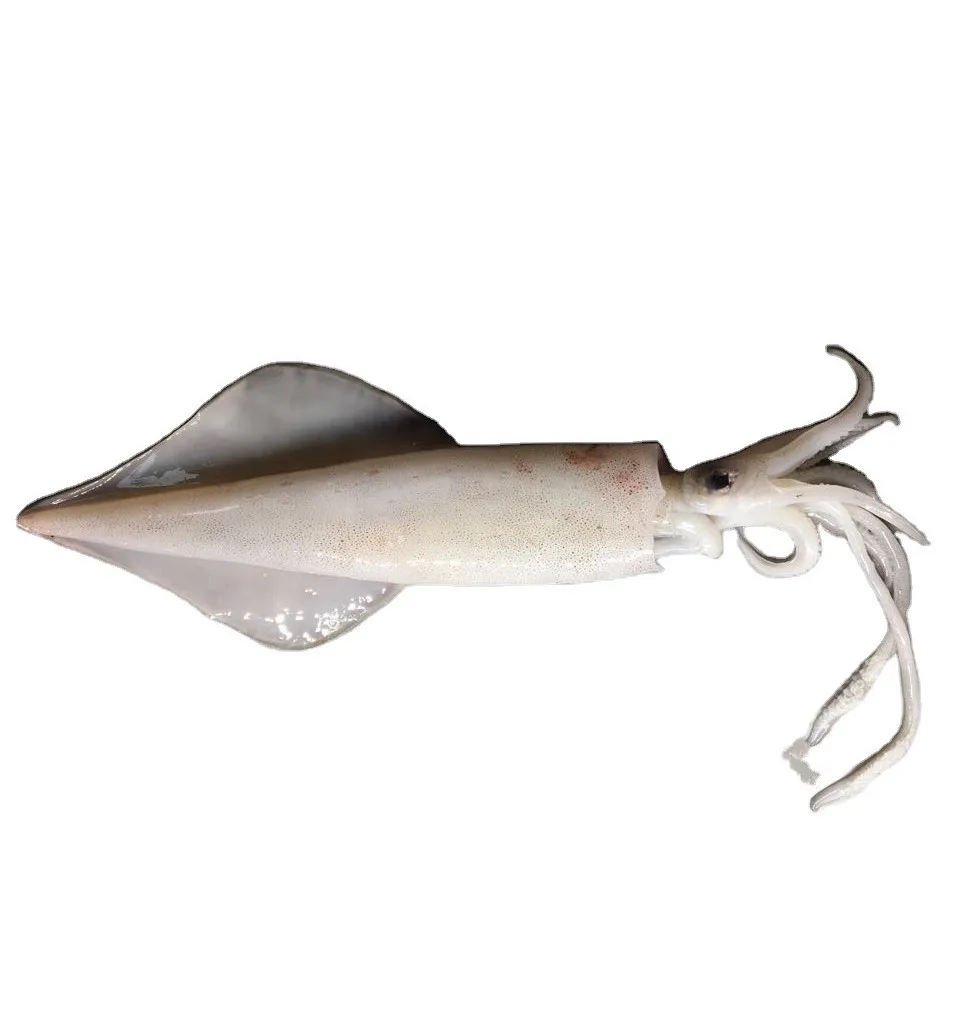 Замороженные морепродукты из шаньдуна, океан, деревня, иллекс каламари, цельное замороженное сердце, каймари, весь