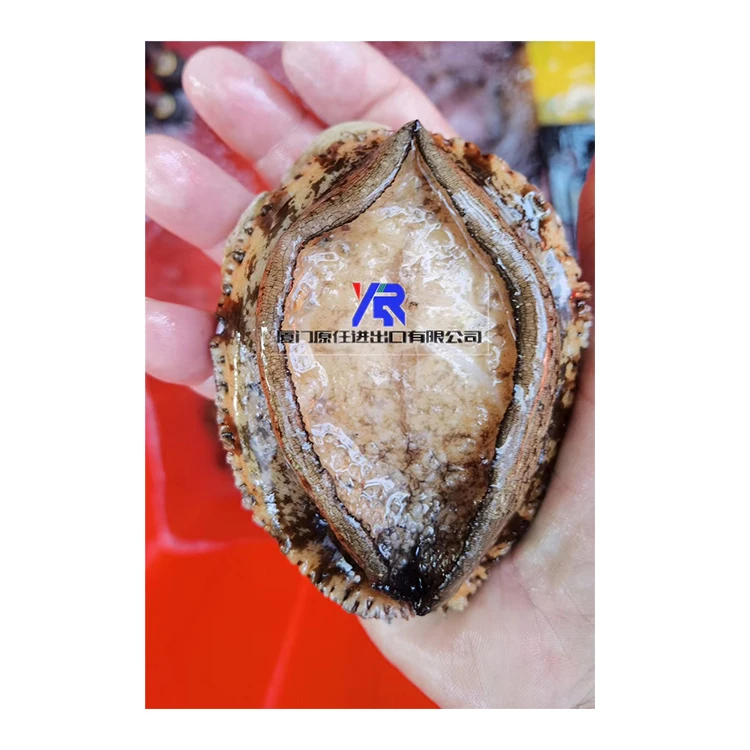 
Cooking Abalone for Sale Live Abalone Abalone Online 