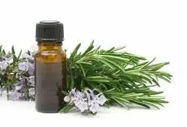 Manufacturer Supply Rosemary Extract  Price Carnosic Acid Organic Rosemary