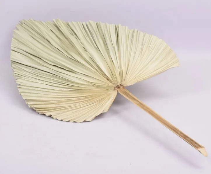 FCD1102 Dried flowers wedding large natural dried fan palm leaf (9).JPG