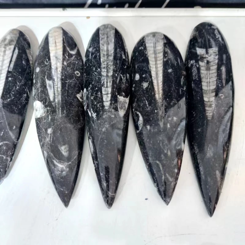 Оптовая продажа, натуральный полированный ископаемый религиозный камень orthoceras fish для заживления