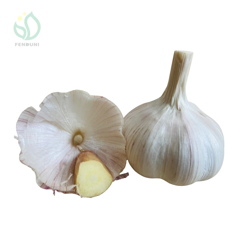 G1 garlic in China ajo ail bawang putih garlic wholesaler normal white garlic