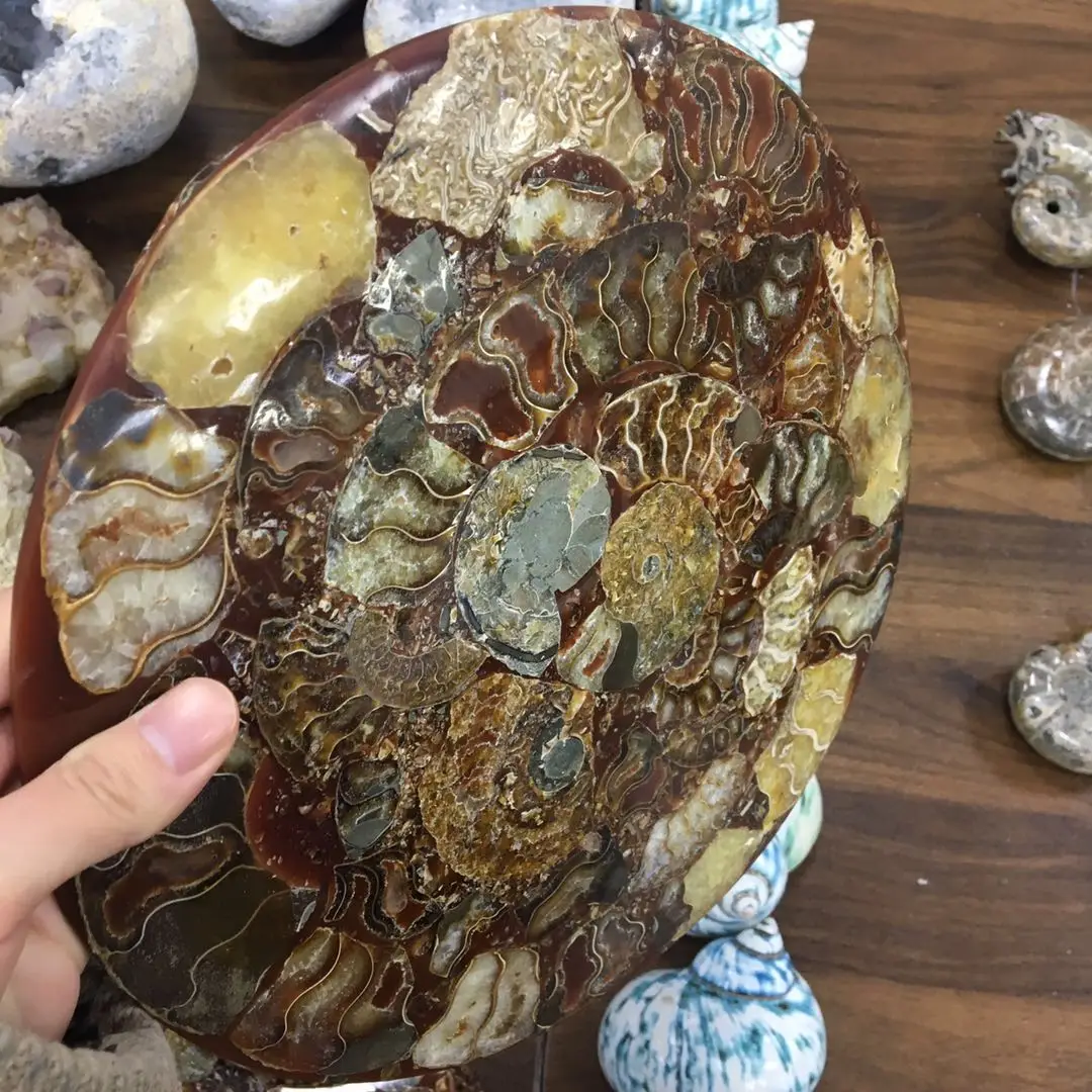 wholesale big ammonite plate natural conch fossil specimen shell Healing for fengshui decoration