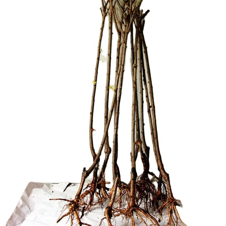 
 Резка посева Красного желтого фиолетового цвета, фруктовые вишневые растения  