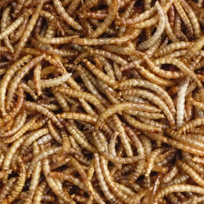 Quality Protein Dried mealworms Animal Feed Best Grade Fish Dog Horse Cattle Chicken Reptile Pig Protein dried worm meal