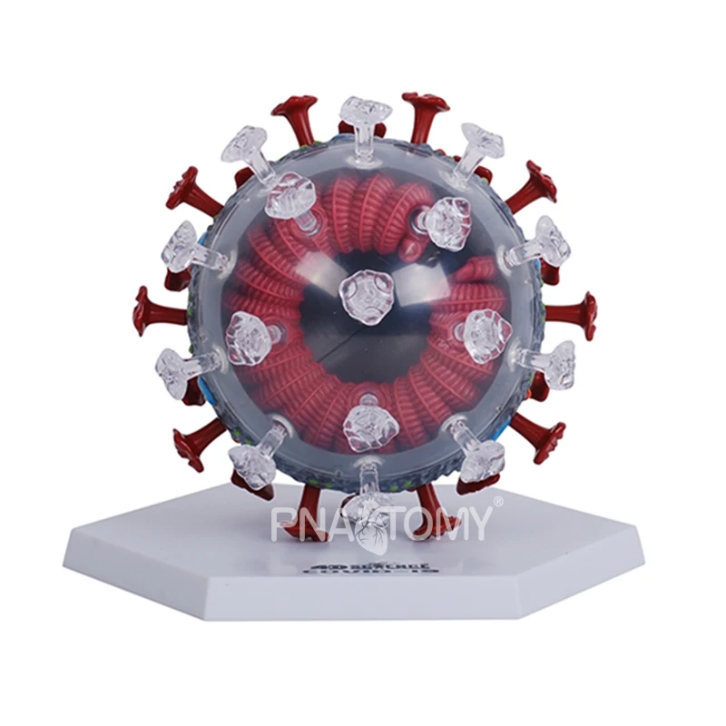 Virus model educational equipment virus anatomical model medical teaching tool detachable bacteria corona Medical Sciences