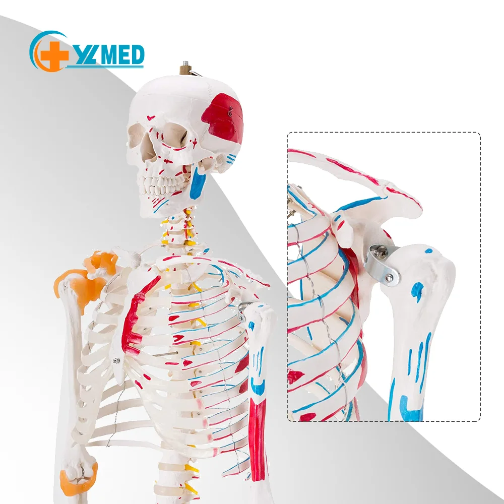 180cm medical human body model skeletal muscle marker model with human anatomy teaching, for schools, hospitals use
