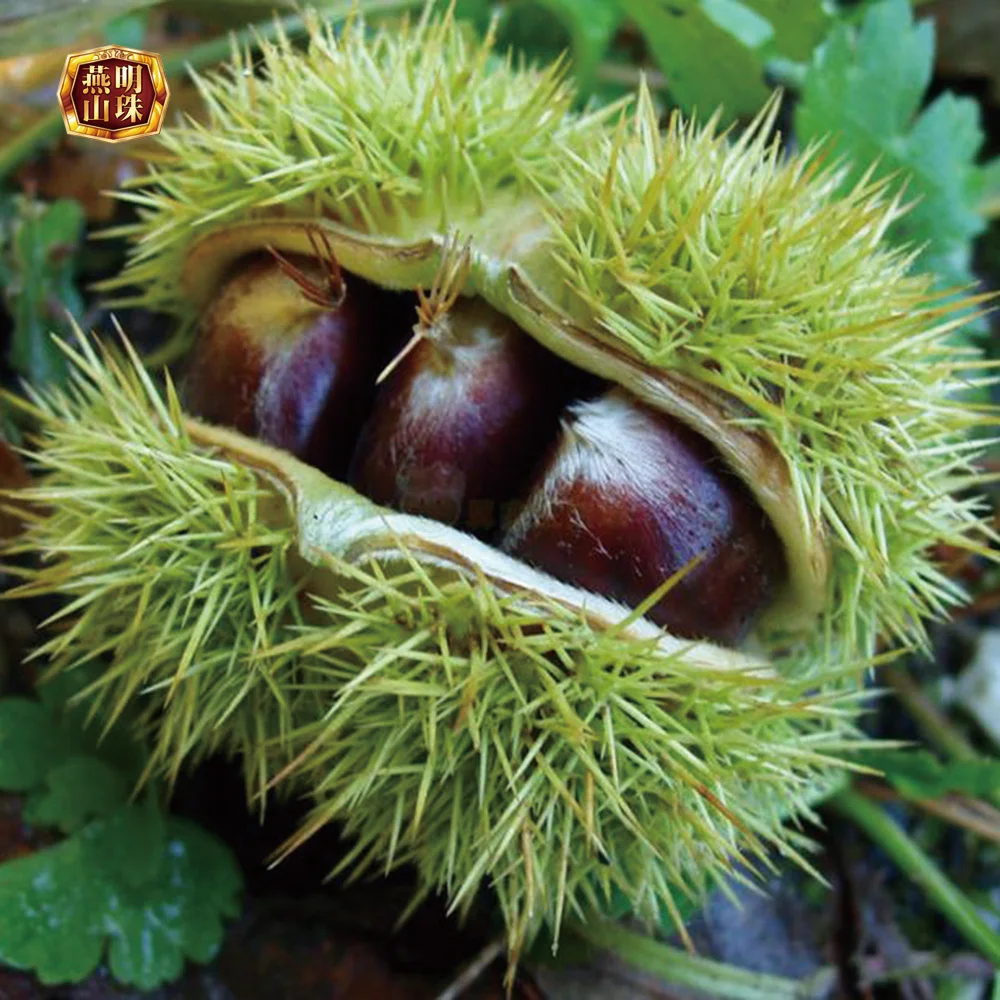 2020 New Crop Organic Chinese Harvesting Fresh Chestnuts