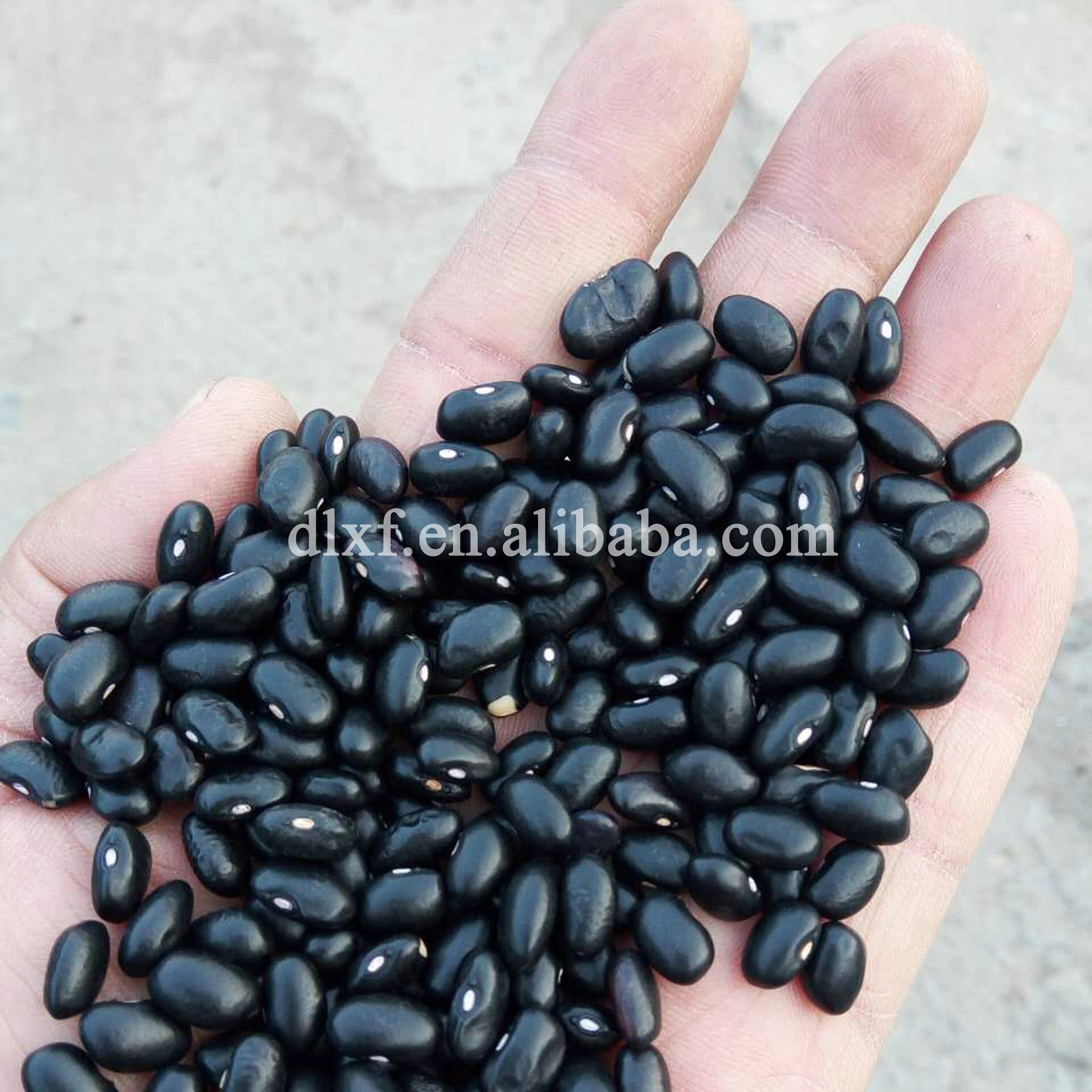 wholesale factory price bulk dried black kidney beans
