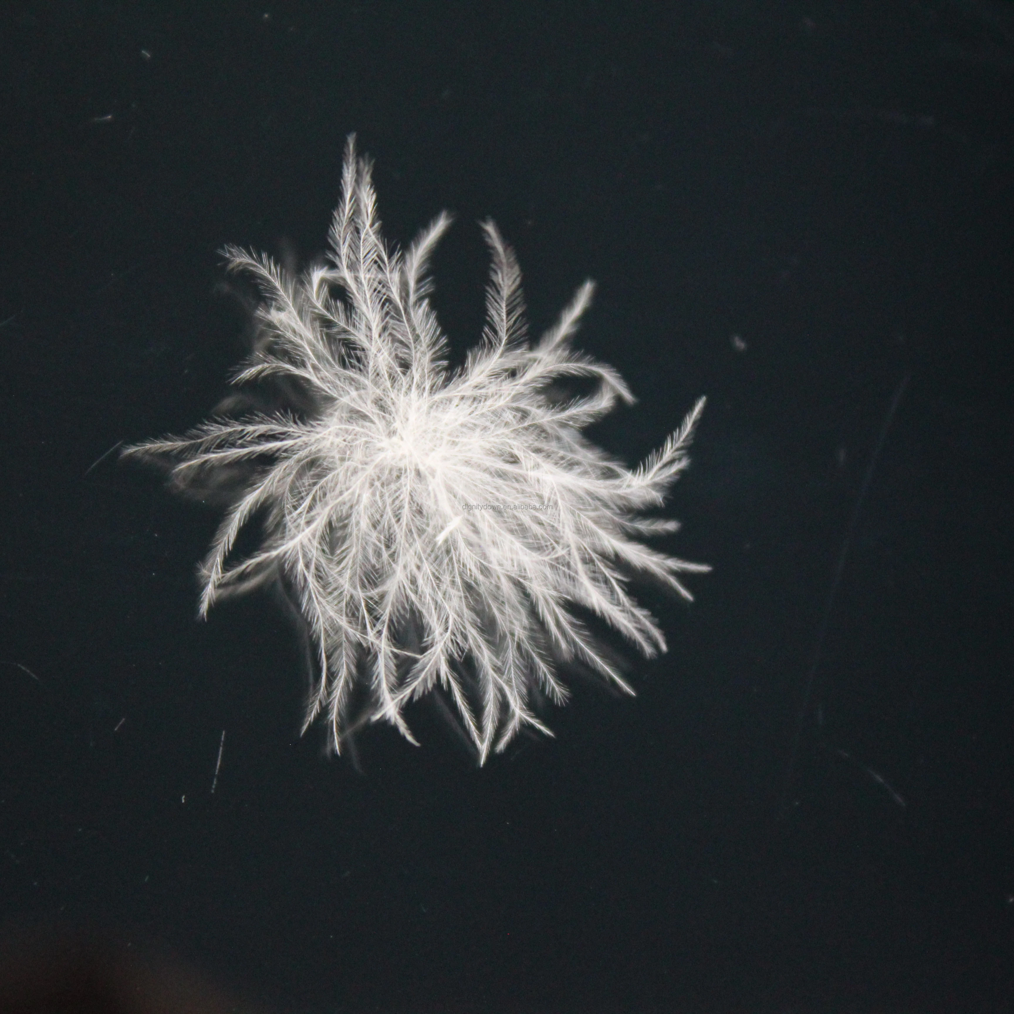 Wholesale Good Price High Filling Power White Goose Down  Pillow inserts Feather Down Washed Goose Down