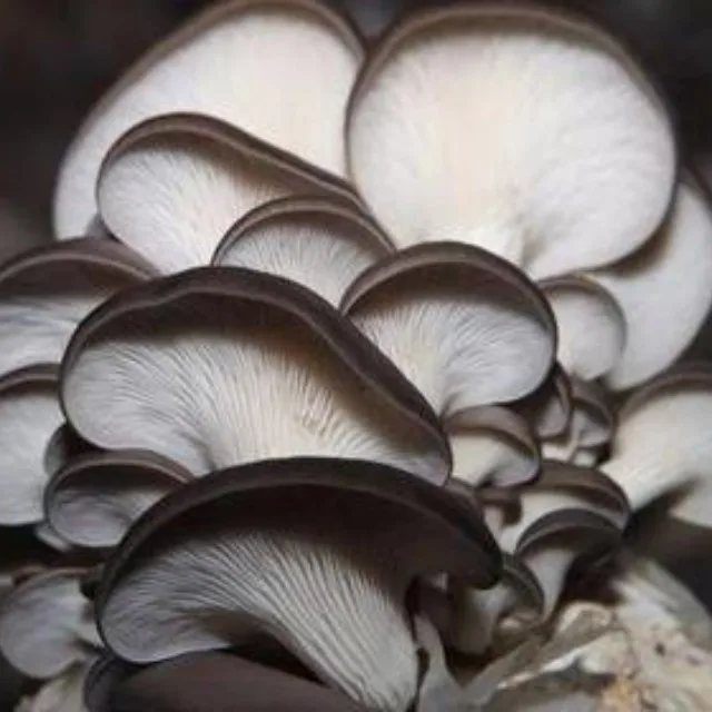 Factory Direct Sales of High-quality Fresh oyster Mushrooms
