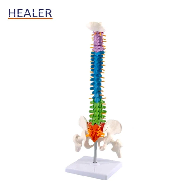 45CM Human Color Detachable PVC  Anatomical Vertebral Column Model Spinal Model with Femur
