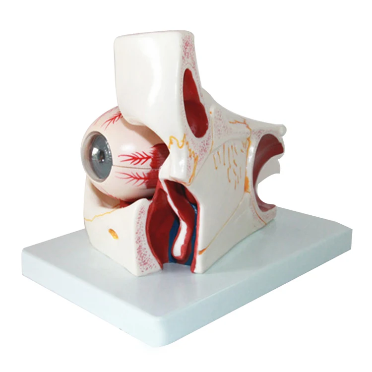 Human Removable Teaching Medical Science Eye Orbital Vascular Nerve Eyelid Model