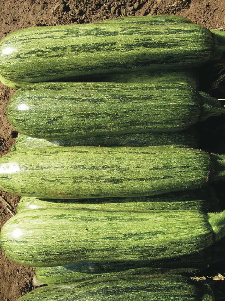 Caserta  F1 Hybrid  Green Caserta Type Vegetable Zucchini Squash Seeds