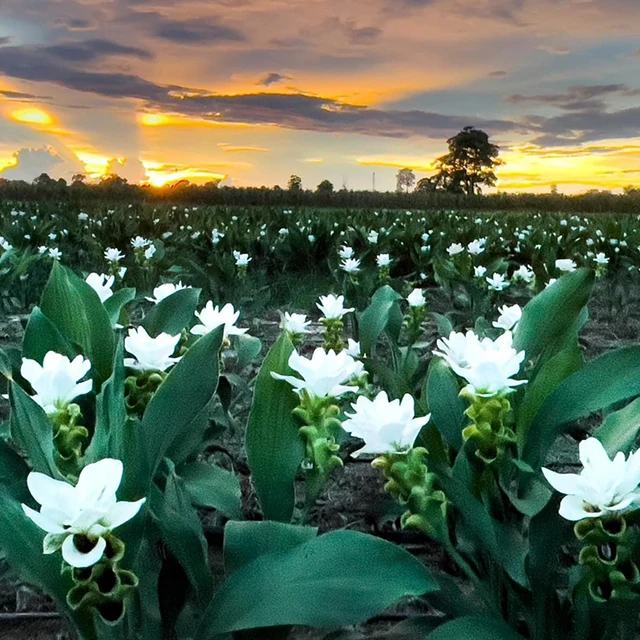 Beautiful Tropicals Plant Curcuma Flower or Thai Tulip Rhizomes from Thailand (Doitung 602)