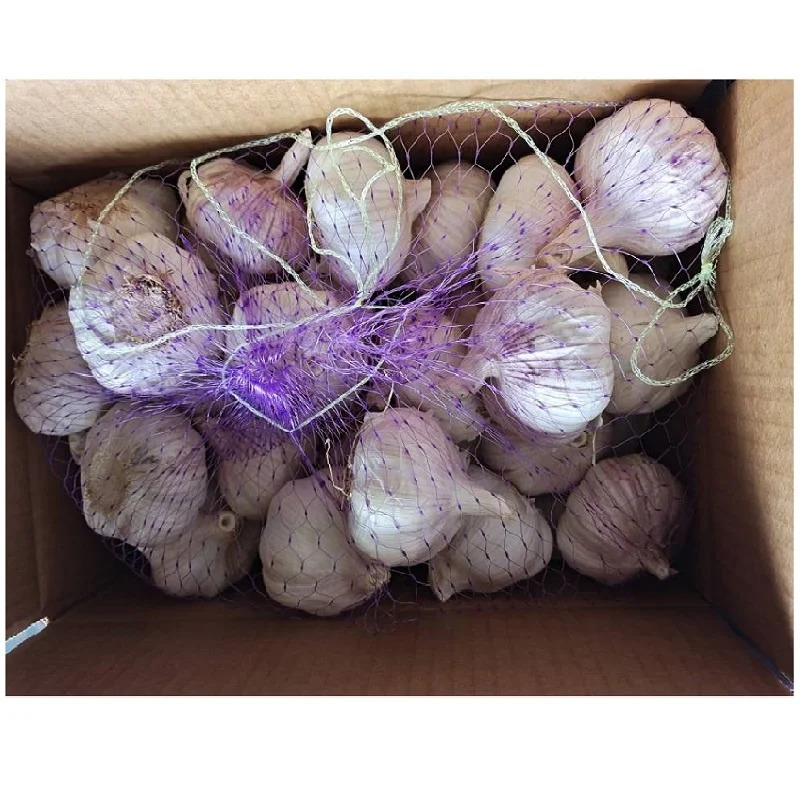 Fresh garlic for African market at factory wholesale prices