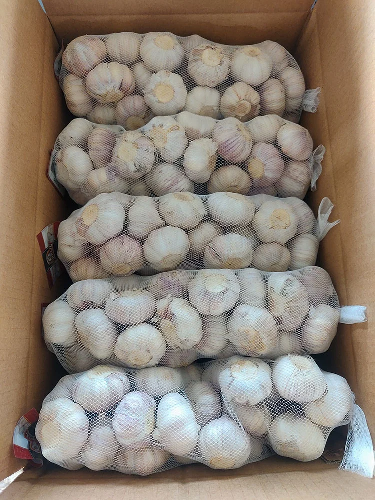 Garlic Supplier Pure White Garlic in Carton