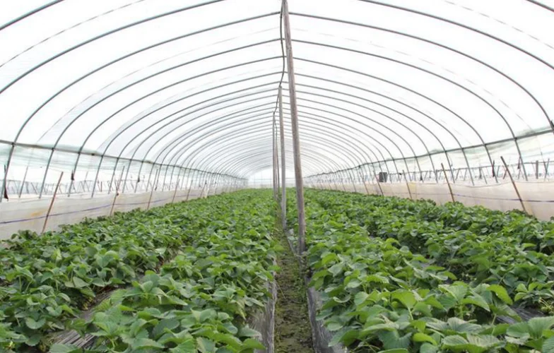 High strength Agricultural poly tunnel Green House/tomato greenhouse for sale