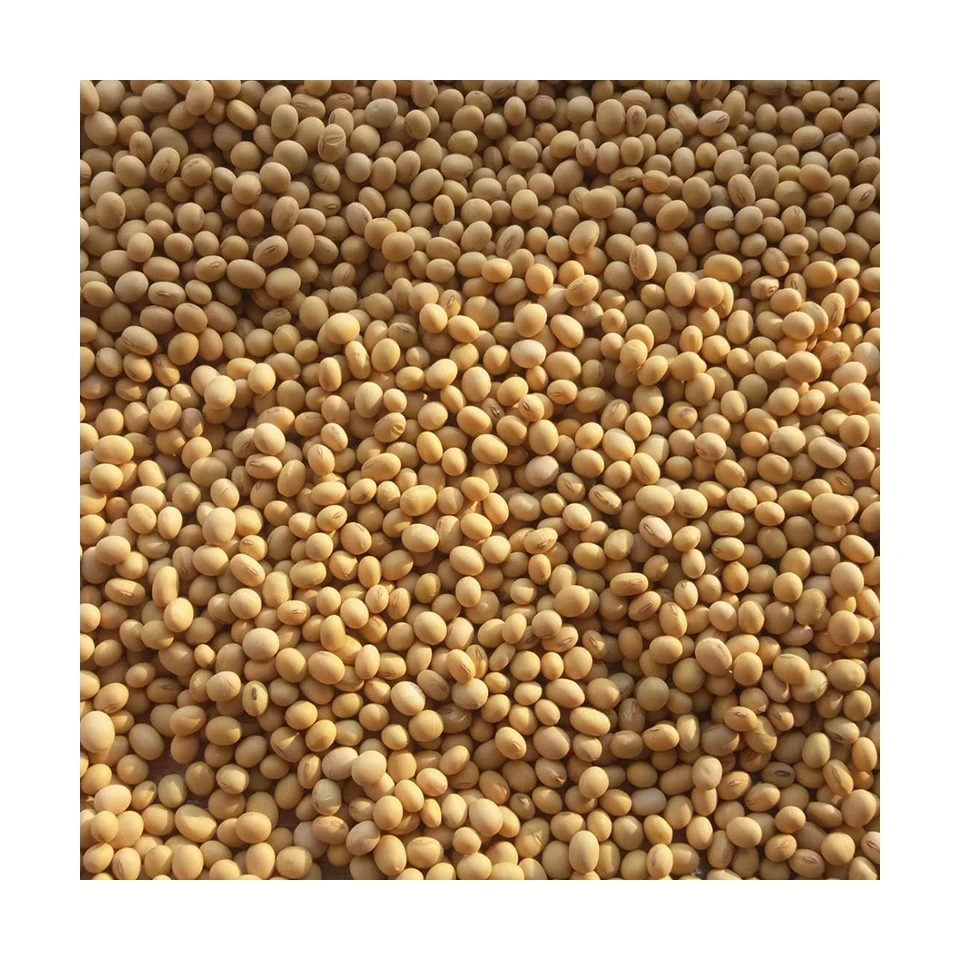 
Best Price Superior Quality Cheap Wholesale Soybeans Organic Yellow Soybeans 