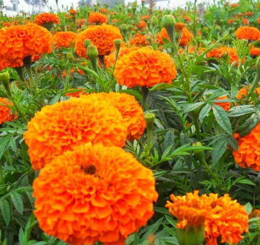 Factory Supply High quality Marigold Seeds for Birds Feeding