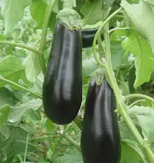 Vigorous growth hybrid eggplant seeds for growing