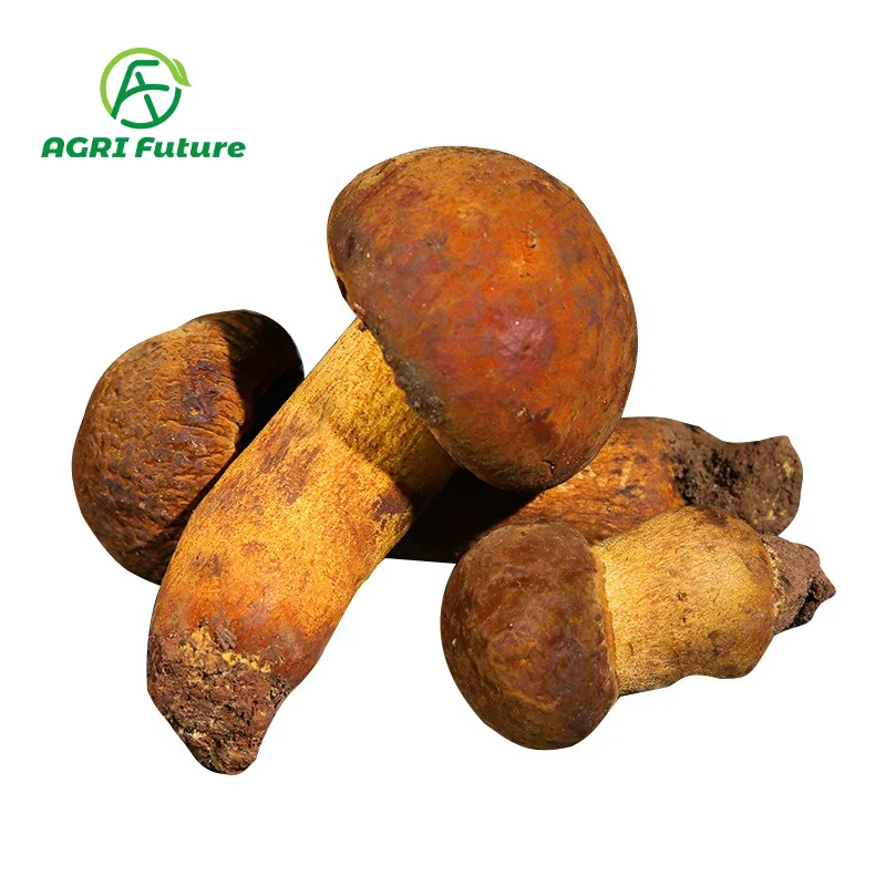 Оптовая продажа, boletus edulis, хорошее качество, свежие грибы porcini