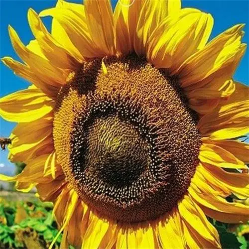 
Wholesale Touch Healthy Edible Sunflower Flower Seeds for Garden 