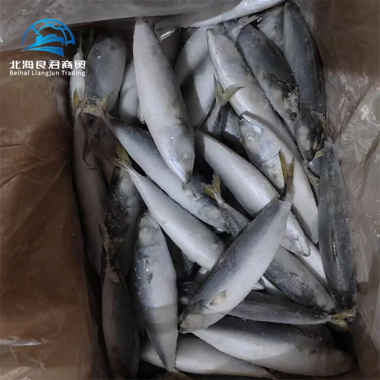 Chinese factory selling fresh-catch-mackerel-in-pouch delicious fresh frozen seafood fish indian flavour mackerel  whole round