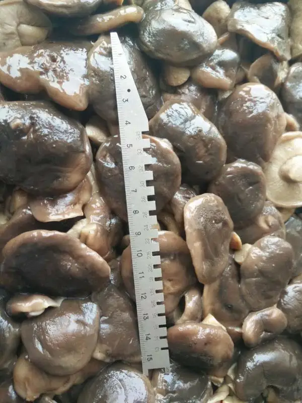
canned marinated shiitake mushrooms 