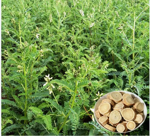 Hot Sales Astragaloside Cycloastragenol 98% Extract Powder Astragalus Membranaceus Root Extract